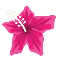 hand- getrokken hibiscus bloem vector