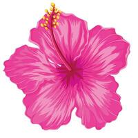 hand- getrokken hibiscus bloem vector