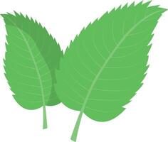 vers munt blad. menthol gezond aroma. kruiden natuur fabriek. groene munt groen bladeren. vector