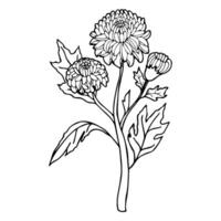 chrysant bloem in tekening stijl. illustratie geïsoleerd Aan wit achtergrond. vector