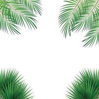 kleurrijk naturalistisch frame van het blad van de libistons van Chinees. zuidelijke palm vector