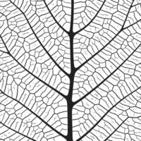 blad ader structuur abstract achtergrond met dichtbij omhoog fabriek blad cellen ornament structuur patroon. vector