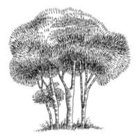 bos park boom pictogram, schets handgetekende stijl vector