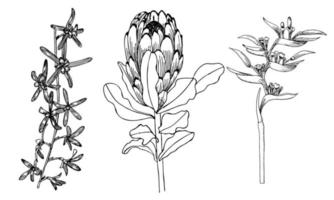 set van grafische bloemen vector