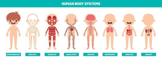 tekening van menselijk lichaam systemen vector