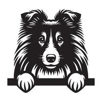hond gluren - shetland herdershond hond gluren gezicht illustratie in zwart en wit vector