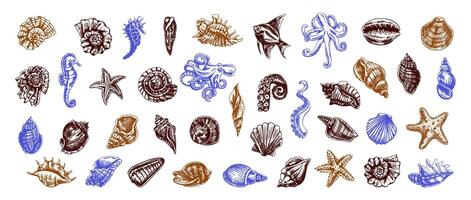 kleur afbeeldingen van schelpen, octopussen, vis, zeester, zeepaardjes, ammonieten. hand getekend illustraties. een verzameling van realistisch schetsen van divers oceaan inwoners vector
