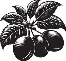 damson pruim, fruit silhouet, zwart kleur silhouet vector