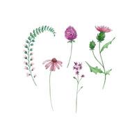 waterverf wilde bloemen, delicaat botanisch illustratie vector