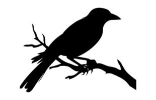 zuidelijk grijs klauwier vogel silhouet clip art, een klauwier vogel zwart silhouet vector