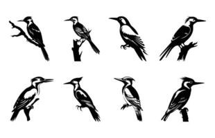 vlamrug specht vogel silhouetten set, specht silhouet clip art bundel vector