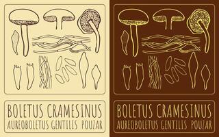 tekening boletus cramesinus. hand- getrokken illustratie. de Latijns naam is aureoboletus gentilis pouzar. vector