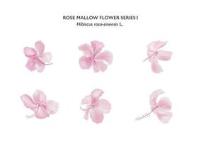 reeks van hibiscus of roos kaasjeskruid bloem Aan achtergrond vector