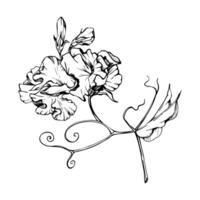 hand- getrokken grafisch inkt illustratie botanisch bloemen bladeren. zoet eeuwigdurend erwt, wikke winde peulvrucht. Afdeling boeket geïsoleerd Aan wit achtergrond. ontwerp bruiloft, liefde kaarten, bloemen winkel vector