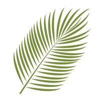 palm boom blad. tropisch . tropisch icoon geïsoleerd Aan wit achtergrond. element voor afdrukken, banier, kaart, brochure, logo. vector