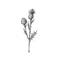 klit. hand- geschilderd arctium bloem. grafisch klem kunst geïsoleerd Aan achtergrond. botanisch en bruiloft illustratie. voor ontwerpers, uitnodigingen, decoratie, ansichtkaarten, omhulsel papier vector