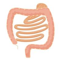 menselijk spijsvertering systeem groot darm illustratie vector