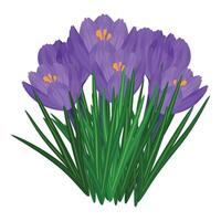 levendig Purper krokus bloem TROS illustratie vector