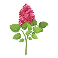 illustratie van een roze lila bloem vector