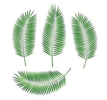 palmblad vectorillustratie vector