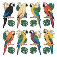 kaketoe papegaai zittend Aan brunch. kleurrijk exotisch vogel met oranje kam in tekenfilm stijl illustratie Aan wit achtergrond. vector