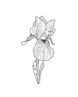 iris germanica tuin bloem, stam schets hand- getrokken illustratie, bloemen ontwerp element, grafisch clip art voor uitnodiging, kaart, bruiloft decor, februari geboorte maand bloem, botanisch lijn kunst vector