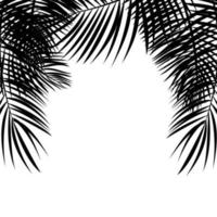frame met palmblad vector achtergrond geïsoleerde illustratie