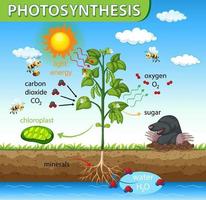 diagram dat proces van fotosynthese in plant toont vector