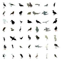 set van zwart-witte silhouetten van vogels duif, eend, meeuw, pauw en kolibrie. vectorillustratie. vector