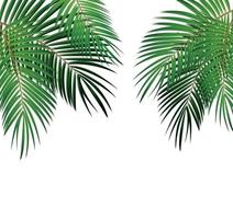 zomertijd palmblad kust vector achtergrond illustratie