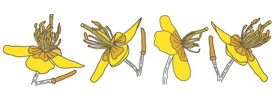 stinkende gouwe bloem reeks geïsoleerd illustratie vector