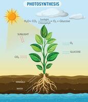 de macht van planten begrip fotosynthese vector