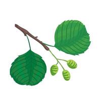 botanisch illustratie els boom blad met noten vector