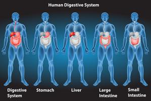 Spijsverteringsstelsel vector