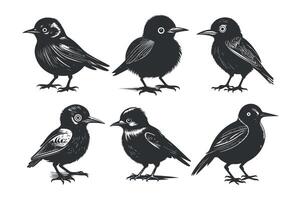 schattig vogel zwart en wit tekenfilm karakter ontwerp verzameling. wit achtergrond, dieren. vector