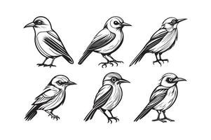 schattig vogel zwart en wit tekenfilm karakter ontwerp verzameling. wit achtergrond, dieren. vector