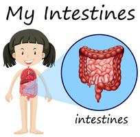 Menselijk anatomiediagram met meisje en darmen vector