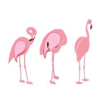 kleurrijke roze flamingo geïsoleerd op een witte achtergrond. vectorillustratie. vector