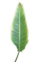 naturalistisch kleurrijk blad van bananenpalm. vectorillustratie. vector