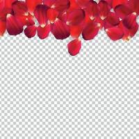 naturalistische rozenblaadjes op transparante achtergrond. vector illustratie