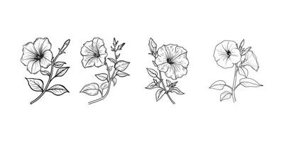 petunia bloem schets illustratie in zwart en wit vector