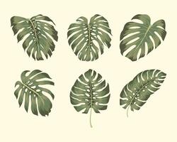 zes groene monstera's vector