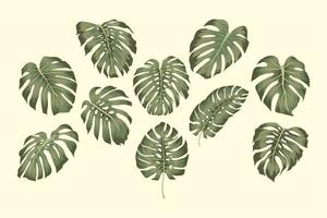 mooie groene monstera's vector