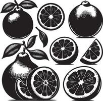 pompelmoes, zwart kleur silhouet vector