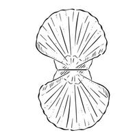 een lijn getrokken illustratie van een koningin schulp schelp. zwart en wit hand- getrokken schetsen met subtiel schaduw vector