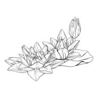 bloemknoppen lotus en bladeren in lijn kunst stijl. zwart schets illustratie tropisch water lelie en bladeren. hand- getrokken schetsen bloemen voor uitnodigingen, afdrukken en ontwerp vector