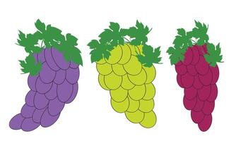 druif fruit bundel. vector