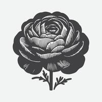 afdrukken elegant ranonkel bloem silhouet, een verbijsterend botanisch kunst stuk vector