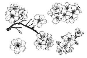 kers bloesem hand- getrokken inkt schetsen. sakura in gravure stijl illustratie. vector