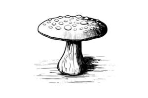 vlieg agaric paddestoel hand- getrokken schetsen. gravure wijnoogst stijl illustratie. vector